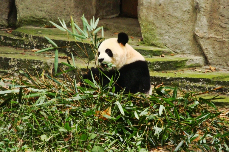 Chengdu. Rezerwat pandy wielkiej
