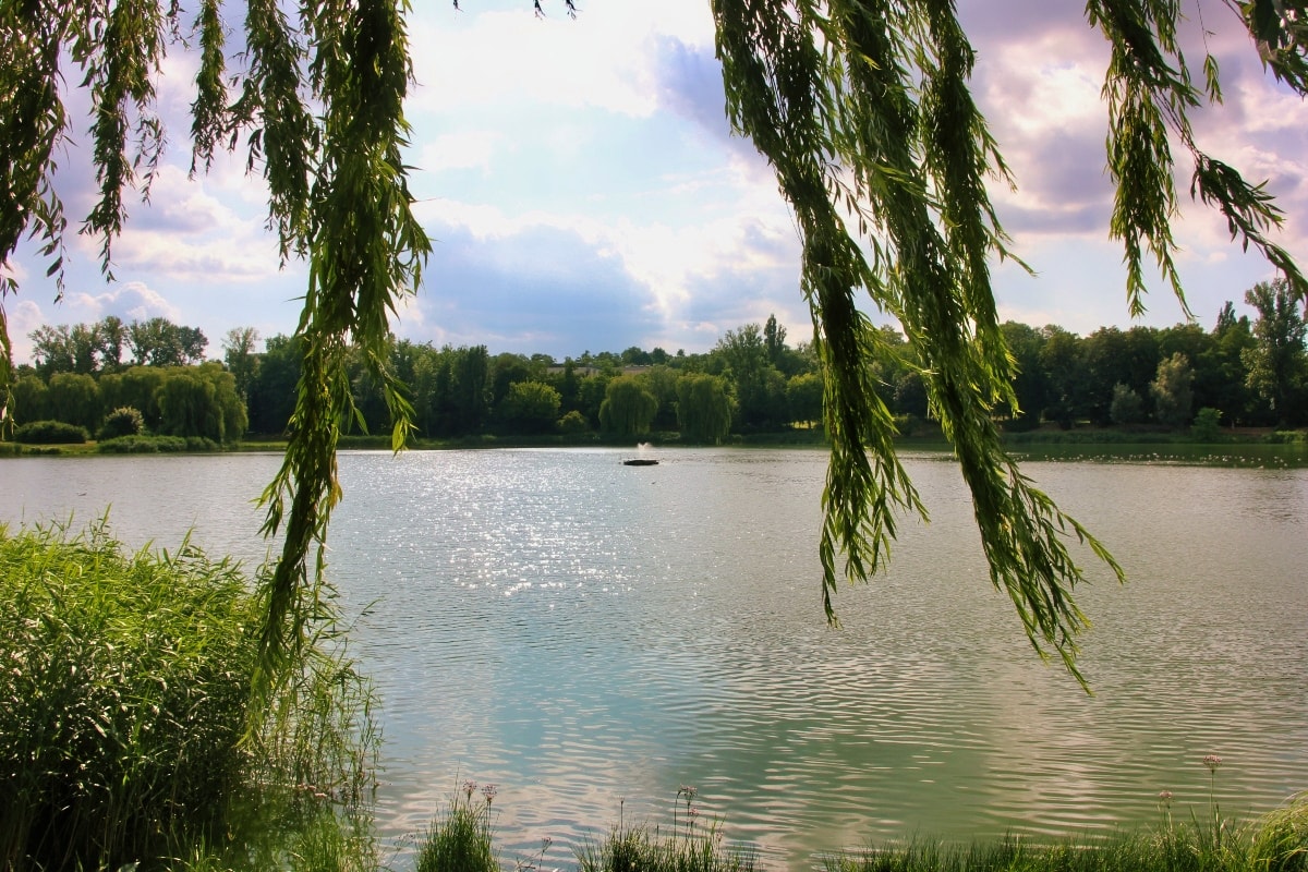 Jezioro Jelonek w Gnieźnie