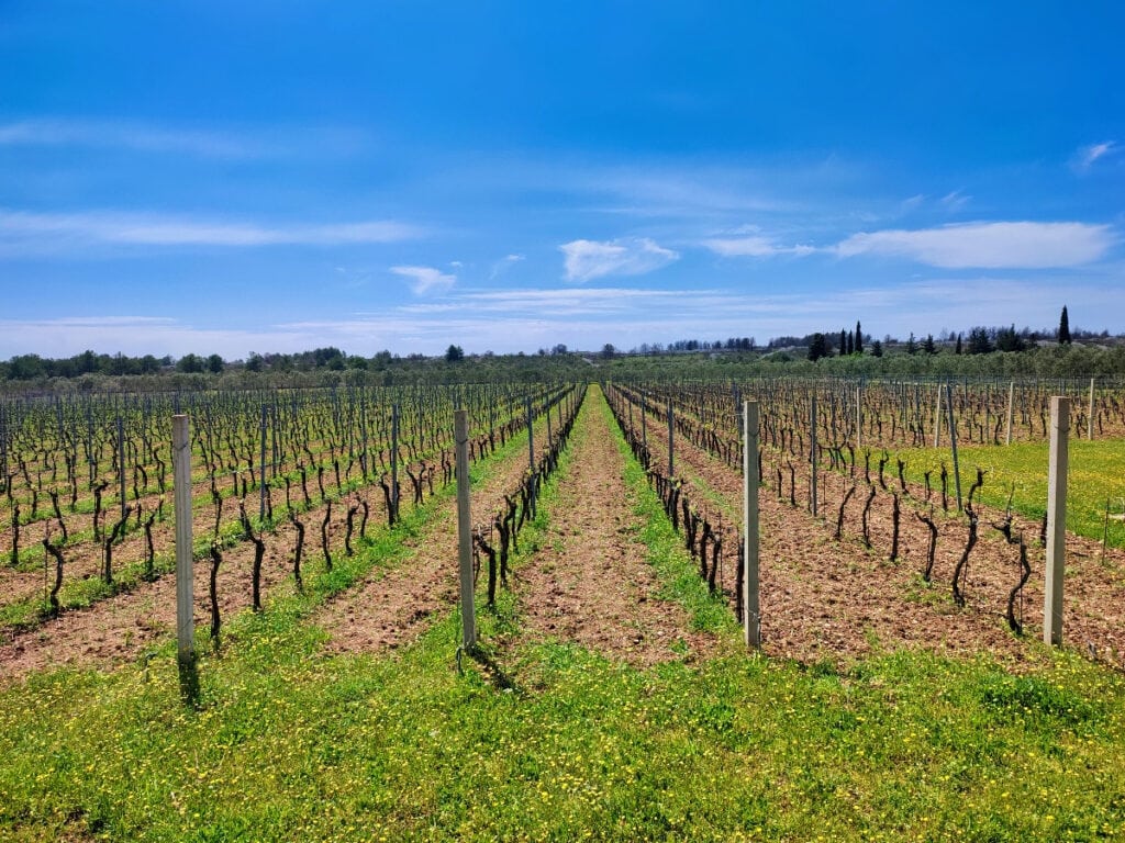 Winnice w Chorwacji